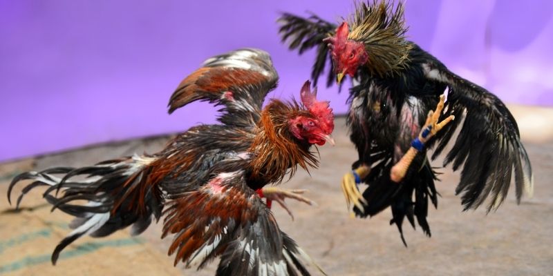 39 bet KM Game Bài 3d