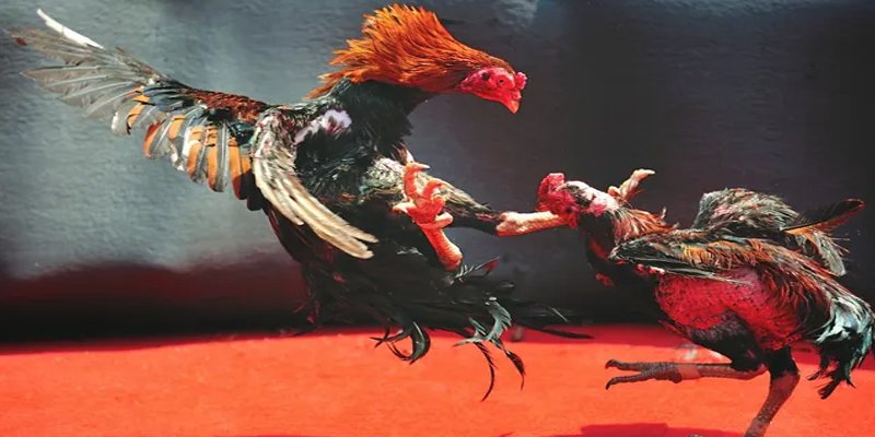 39 bet bắn cá h5 chơi ngay