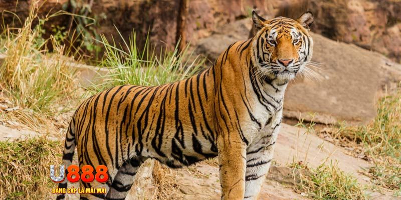 39 bet game nổ hủ máy bay