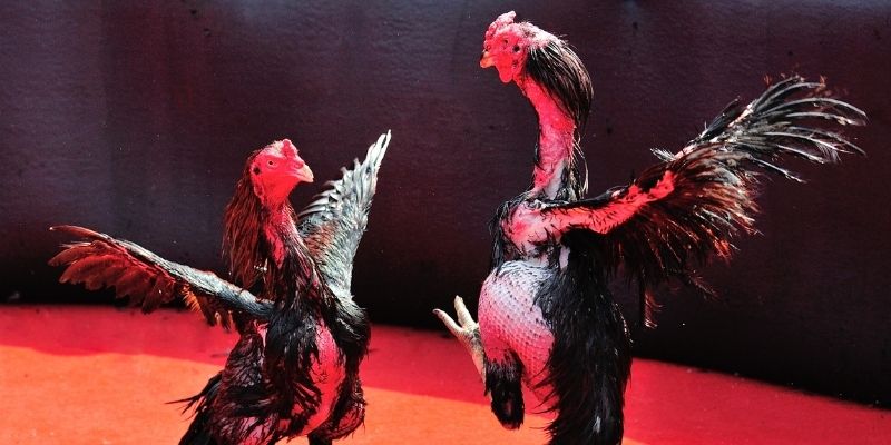 39 bet thị trường baccarat là gì