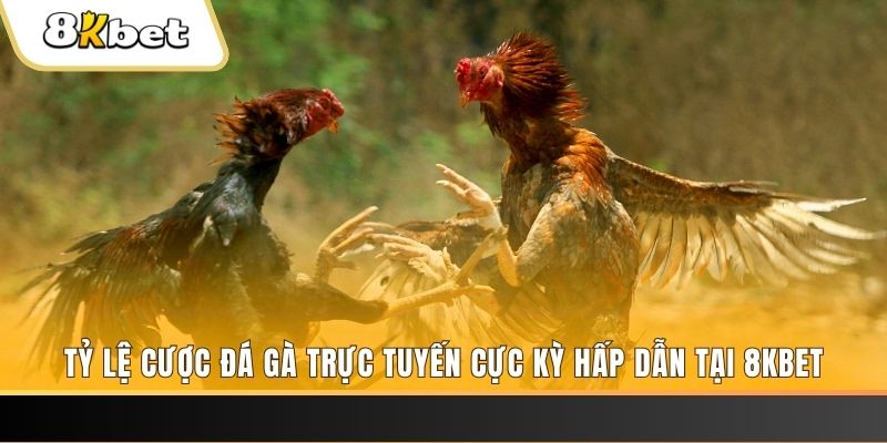 39 bet c1 gà chọi