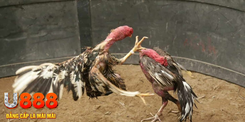 39 bet đăng nhập tiến lên miền nam số 1